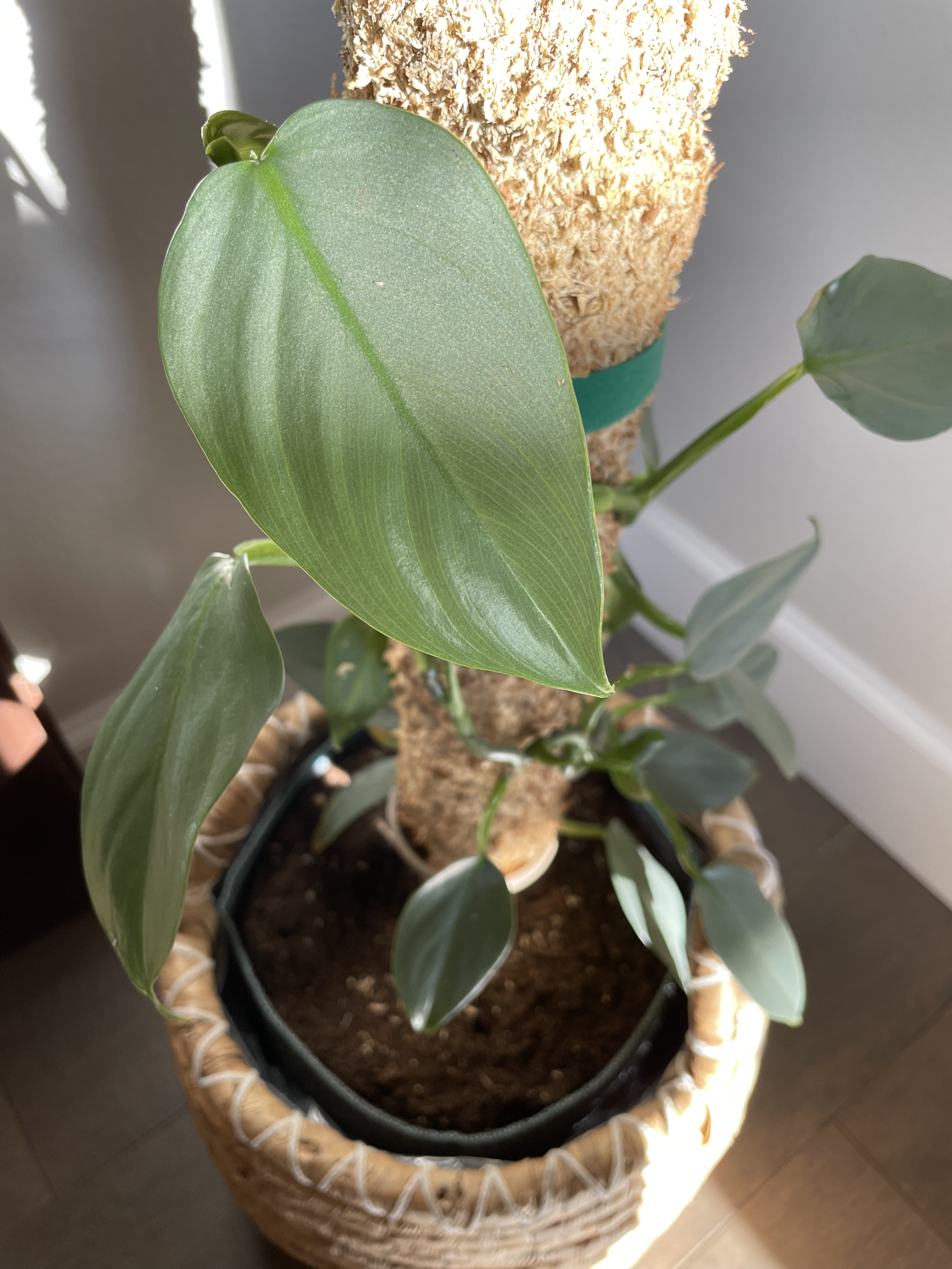 Growing Silver Sword Philodendron on a Moss Pole - PommePom